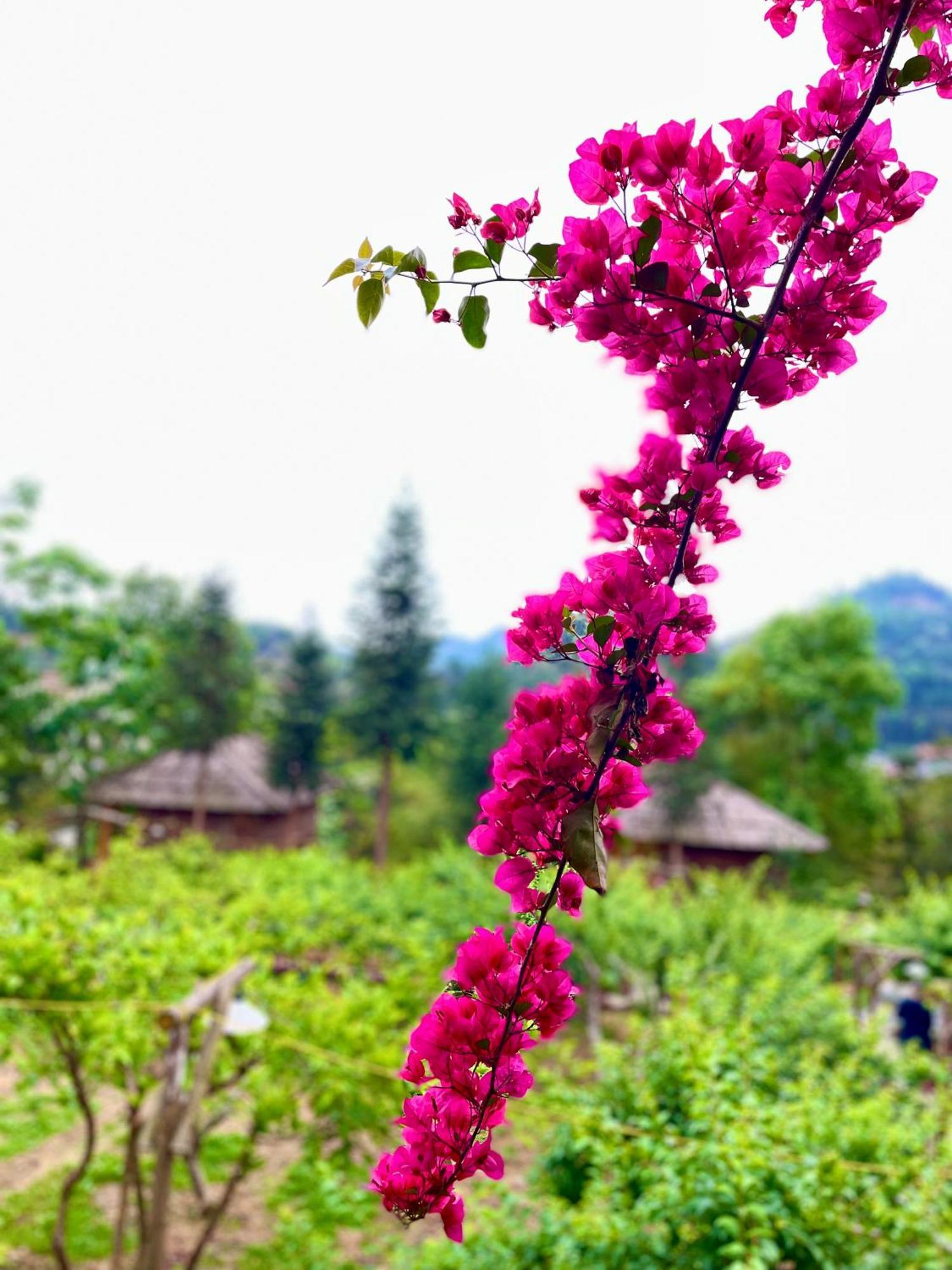 So H'Mong Homestay Bac Ha  Exteriér fotografie