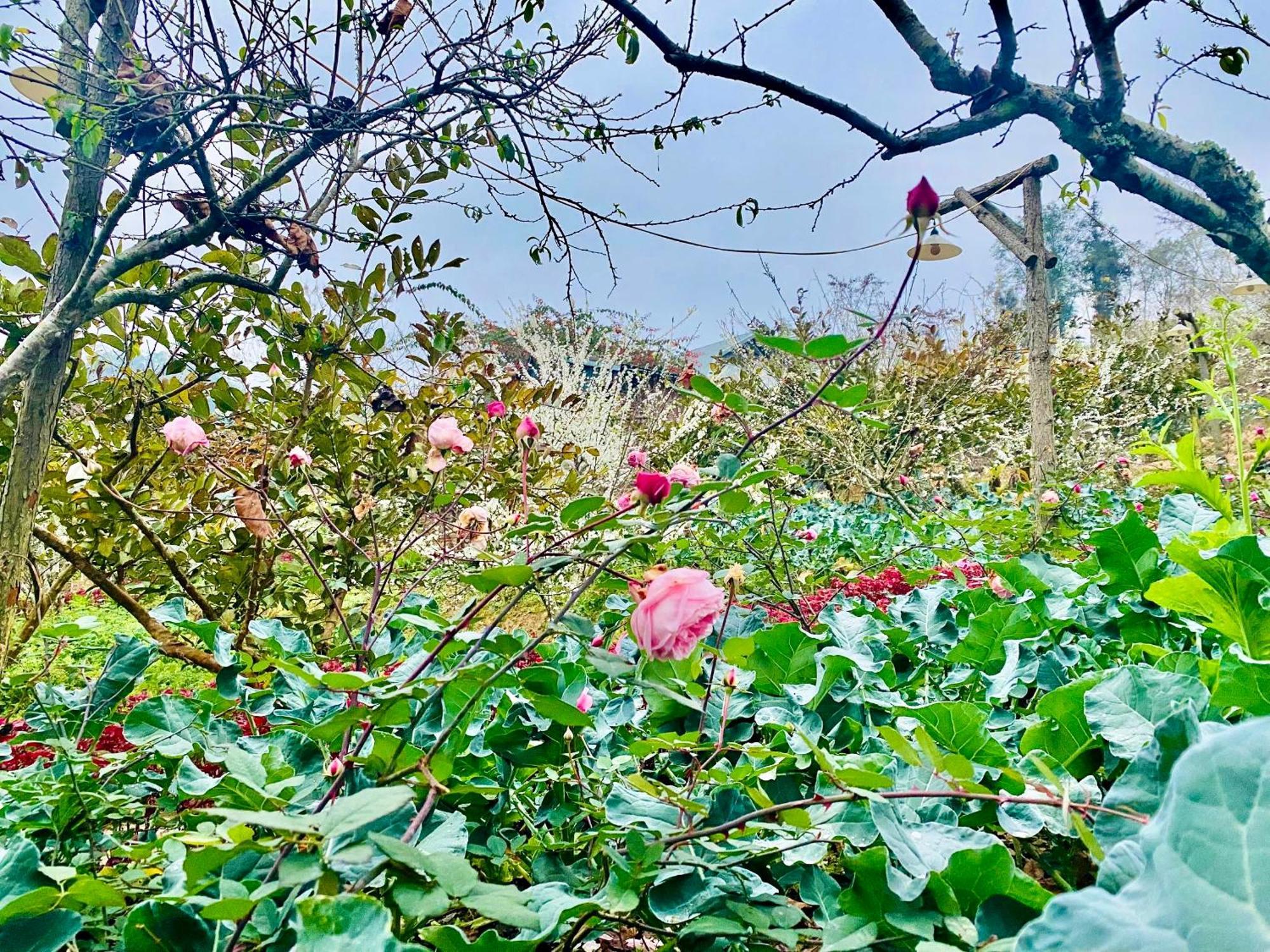 So H'Mong Homestay Bac Ha  Exteriér fotografie